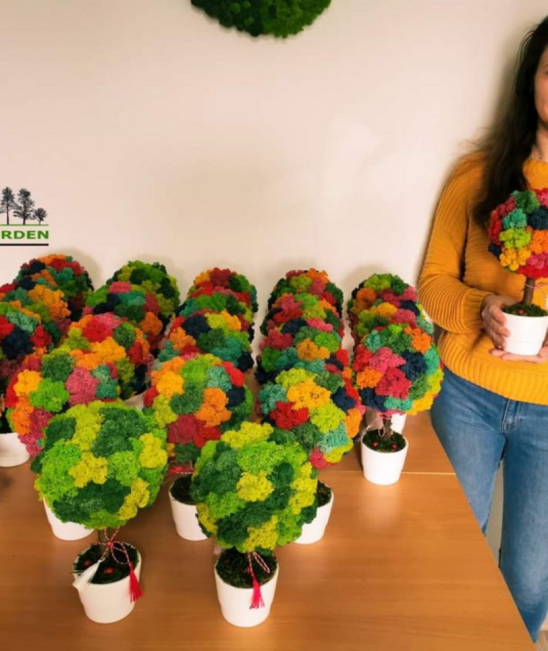 Copac in ghiveci cu licheni stabilizati - Martisor